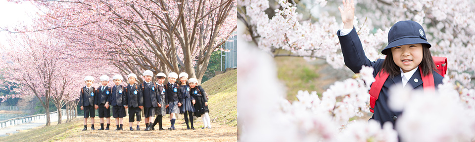 桜ロケ